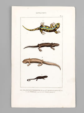 Batraciens [ Lot de 6 planches coloriées au pinceau ] Salamandre terrestre ; Salamandre à queue plate mâle ; Salamandre à trois doigts - Grenouille ...