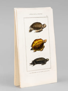 Chéloniens ou Tortues [ Lot de 5 planches coloriées au pinceau ] La Franche ; Le Caret ; Le Luth - La Bourbeuse ; La Ronde ; La Serpentine - La ...