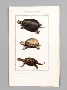 Chéloniens ou Tortues [ Lot de 5 planches coloriées au pinceau ] La Franche ; Le Caret ; Le Luth - La Bourbeuse ; La Ronde ; La Serpentine - La Rougeâtre ; La Jeune ; La Grecque - La Molle ; La Géométrique - La Raboteuse ; La Chagrinée ; La Roussâtre 