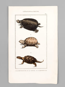Chéloniens ou Tortues [ Lot de 5 planches coloriées au pinceau ] La Franche ; Le Caret ; Le Luth - La Bourbeuse ; La Ronde ; La Serpentine - La ...