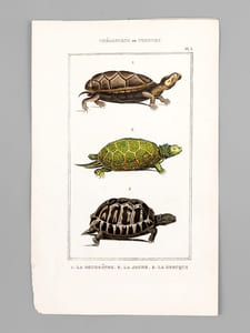 Chéloniens ou Tortues [ Lot de 5 planches coloriées au pinceau ] La Franche ; Le Caret ; Le Luth - La Bourbeuse ; La Ronde ; La Serpentine - La Rougeâtre ; La Jeune ; La Grecque - La Molle ; La Géométrique - La Raboteuse ; La Chagrinée ; La Roussâtre 