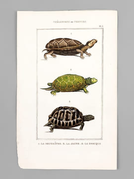 Chéloniens ou Tortues [ Lot de 5 planches coloriées au pinceau ] La Franche ; Le Caret ; Le Luth - La Bourbeuse ; La Ronde ; La Serpentine - La ...