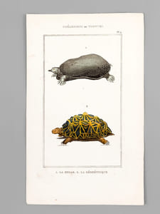 Chéloniens ou Tortues [ Lot de 5 planches coloriées au pinceau ] La Franche ; Le Caret ; Le Luth - La Bourbeuse ; La Ronde ; La Serpentine - La Rougeâtre ; La Jeune ; La Grecque - La Molle ; La Géométrique - La Raboteuse ; La Chagrinée ; La Roussâtre 