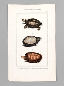 Chéloniens ou Tortues [ Lot de 5 planches coloriées au pinceau ] La Franche ; Le Caret ; Le Luth - La Bourbeuse ; La Ronde ; La Serpentine - La Rougeâtre ; La Jeune ; La Grecque - La Molle ; La Géométrique - La Raboteuse ; La Chagrinée ; La Roussâtre 