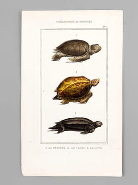 Chéloniens ou Tortues [ Lot de 5 planches coloriées au pinceau ] La Franche ; Le Caret ; Le Luth - La Bourbeuse ; La Ronde ; La Serpentine - La ...