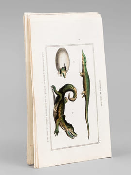 Sauriens ou Lézards [ Lot de 12 planches coloriées au pinceau ] Crocodile à museau effilé ; Caïman - Gavial ; Fouette-queue ; Dragonne - Tupinambis ; ...