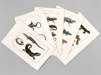 Sauriens ou Lézards [ Lot de 12 planches coloriées au pinceau ] Crocodile à museau effilé ; Caïman - Gavial ; Fouette-queue ; Dragonne - Tupinambis ; Sourcilleux - Tête fourchue ; Iguane - Basilic ; Porte-Crête ; Galéote - Agame ; Lézard Vert ; Lézard Gris - etc...