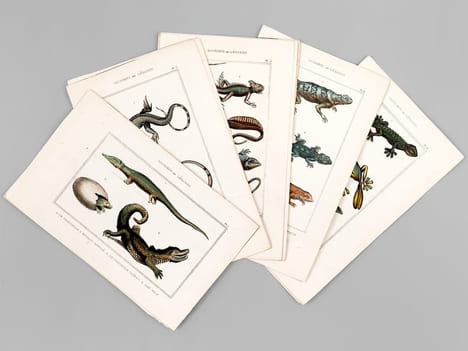 Sauriens ou Lézards [ Lot de 12 planches coloriées au pinceau ] Crocodile à museau effilé ; Caïman - Gavial ; Fouette-queue ; Dragonne - Tupinambis ; ...