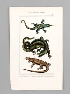 Sauriens ou Lézards [ Lot de 12 planches coloriées au pinceau ] Crocodile à museau effilé ; Caïman - Gavial ; Fouette-queue ; Dragonne - Tupinambis ; Sourcilleux - Tête fourchue ; Iguane - Basilic ; Porte-Crête ; Galéote - Agame ; Lézard Vert ; Lézard Gris - etc...
