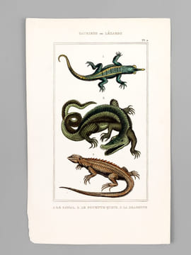 Sauriens ou Lézards [ Lot de 12 planches coloriées au pinceau ] Crocodile à museau effilé ; Caïman - Gavial ; Fouette-queue ; Dragonne - Tupinambis ; ...