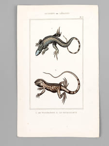 Sauriens ou Lézards [ Lot de 12 planches coloriées au pinceau ] Crocodile à museau effilé ; Caïman - Gavial ; Fouette-queue ; Dragonne - Tupinambis ; Sourcilleux - Tête fourchue ; Iguane - Basilic ; Porte-Crête ; Galéote - Agame ; Lézard Vert ; Lézard Gris - etc...