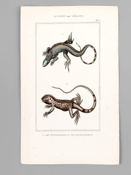 Sauriens ou Lézards [ Lot de 12 planches coloriées au pinceau ] Crocodile à museau effilé ; Caïman - Gavial ; Fouette-queue ; Dragonne - Tupinambis ; ...