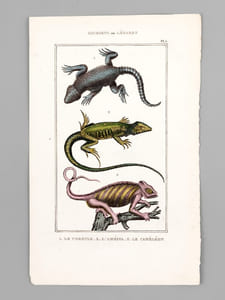 Sauriens ou Lézards [ Lot de 12 planches coloriées au pinceau ] Crocodile à museau effilé ; Caïman - Gavial ; Fouette-queue ; Dragonne - Tupinambis ; Sourcilleux - Tête fourchue ; Iguane - Basilic ; Porte-Crête ; Galéote - Agame ; Lézard Vert ; Lézard Gris - etc...