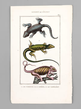 Sauriens ou Lézards [ Lot de 12 planches coloriées au pinceau ] Crocodile à museau effilé ; Caïman - Gavial ; Fouette-queue ; Dragonne - Tupinambis ; ...