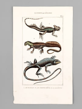 Sauriens ou Lézards [ Lot de 12 planches coloriées au pinceau ] Crocodile à museau effilé ; Caïman - Gavial ; Fouette-queue ; Dragonne - Tupinambis ; ...