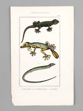 Sauriens ou Lézards [ Lot de 12 planches coloriées au pinceau ] Crocodile à museau effilé ; Caïman - Gavial ; Fouette-queue ; Dragonne - Tupinambis ; ...