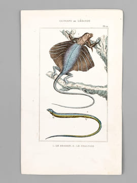 Sauriens ou Lézards [ Lot de 12 planches coloriées au pinceau ] Crocodile à museau effilé ; Caïman - Gavial ; Fouette-queue ; Dragonne - Tupinambis ; ...