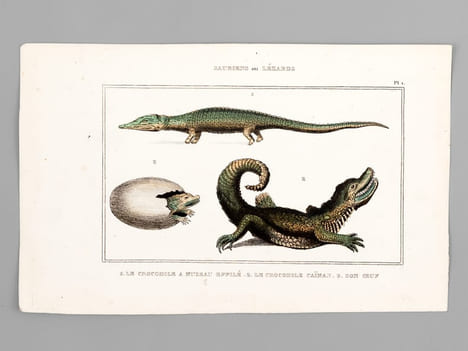 Sauriens ou Lézards [ Lot de 12 planches coloriées au pinceau ] Crocodile à museau effilé ; Caïman - Gavial ; Fouette-queue ; Dragonne - Tupinambis ; ...
