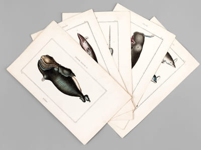 Cétacés [ Lot de 5 planches coloriées au pinceau ] La Baleine franche - Baleinoptère jubarte ; Baléinopère museau pointu -  Narval vulgaire ; Narval macrocéphale - Cachalot macrocéphale  - Dauphin vulgaire ; Dauphin marsouin ; Dauphin orque