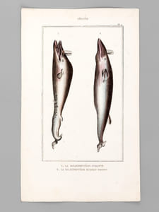 Cétacés [ Lot de 5 planches coloriées au pinceau ] La Baleine franche - Baleinoptère jubarte ; Baléinopère museau pointu -  Narval vulgaire ; Narval macrocéphale - Cachalot macrocéphale  - Dauphin vulgaire ; Dauphin marsouin ; Dauphin orque