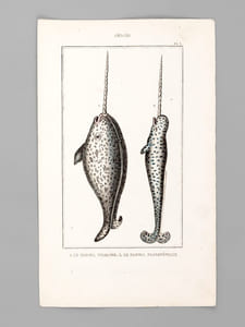 Cétacés [ Lot de 5 planches coloriées au pinceau ] La Baleine franche - Baleinoptère jubarte ; Baléinopère museau pointu -  Narval vulgaire ; Narval macrocéphale - Cachalot macrocéphale  - Dauphin vulgaire ; Dauphin marsouin ; Dauphin orque