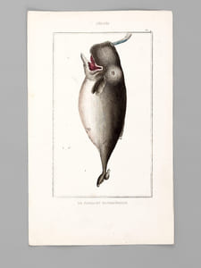 Cétacés [ Lot de 5 planches coloriées au pinceau ] La Baleine franche - Baleinoptère jubarte ; Baléinopère museau pointu -  Narval vulgaire ; Narval macrocéphale - Cachalot macrocéphale  - Dauphin vulgaire ; Dauphin marsouin ; Dauphin orque