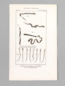 Matières générales - L'Homme - Géographie [ Lot de 8 planches coloriées au pinceau et 4 cartes doubles ] Figures relatives au système de la génération - Malformations humaines - Carte des deux régions polaires - Carte de l'Ancien Continent - Carte du Nouveau Continent - etc... 