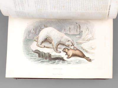 Oeuvres complètes de Buffon avec des extraits de Daubenton et la classification de Cuvier. Tome 4 : Mammifères