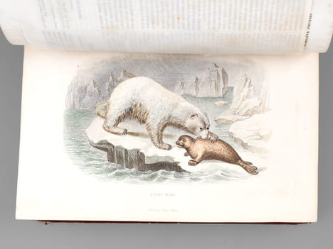 Oeuvres complètes de Buffon avec des extraits de Daubenton et la classification de Cuvier. Tome 4 : Mammifères. BUFFON ; [ TRAVIES ; JANET-LANGE ] 