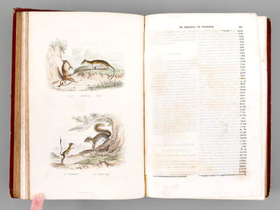 Oeuvres complètes de Buffon avec des extraits de Daubenton et la classification de Cuvier. Tome 4 : Mammifères