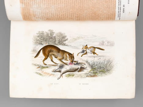 Oeuvres complètes de Buffon avec des extraits de Daubenton et la classification de Cuvier. Tome 4 : Mammifères. BUFFON ; [ TRAVIES ; JANET-LANGE ] 