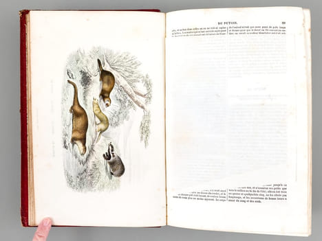 Oeuvres complètes de Buffon avec des extraits de Daubenton et la classification de Cuvier. Tome 4 : Mammifères. BUFFON ; [ TRAVIES ; JANET-LANGE ] 