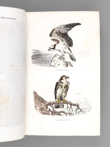 Oeuvres complètes de Buffon avec des extraits de Daubenton et la classification de Cuvier (Tomes 5 et 6 : Les Oiseaux )