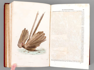 Oeuvres complètes de Buffon avec des extraits de Daubenton et la classification de Cuvier (Tomes 5 et 6 : Les Oiseaux )