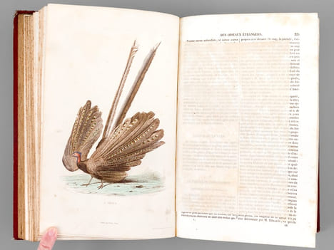 Oeuvres complètes de Buffon avec des extraits de Daubenton et la classification de Cuvier (Tomes 5 et 6 : Les Oiseaux ). BUFFON ; [ TRAVIES ; ...