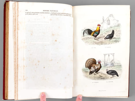 Oeuvres complètes de Buffon avec des extraits de Daubenton et la classification de Cuvier (Tomes 5 et 6 : Les Oiseaux ). BUFFON ; [ TRAVIES ; ...