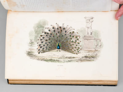 Oeuvres complètes de Buffon avec des extraits de Daubenton et la classification de Cuvier (6 Tomes - Complet) Tome I : Matières générales. Théorie de la Terre ; Tome II : Matières Générales. II Théorie de la terre. Minéraux ; Tome III : Mammifères ; Tome IV : Mammifères ; Tome V : Les Oiseaux ; Tome VI : Les Oiseaux