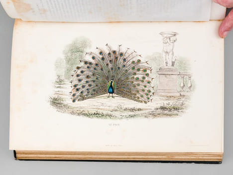 Oeuvres complètes de Buffon avec des extraits de Daubenton et la classification de Cuvier (6 Tomes - Complet) Tome I : Matières générales. Théorie de ...