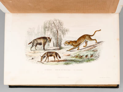 Oeuvres complètes de Buffon avec des extraits de Daubenton et la classification de Cuvier (6 Tomes - Complet) Tome I : Matières générales. Théorie de la Terre ; Tome II : Matières Générales. II Théorie de la terre. Minéraux ; Tome III : Mammifères ; Tome IV : Mammifères ; Tome V : Les Oiseaux ; Tome VI : Les Oiseaux