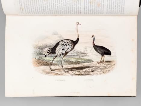 Oeuvres complètes de Buffon avec des extraits de Daubenton et la classification de Cuvier (6 Tomes - Complet) Tome I : Matières générales. Théorie de ...