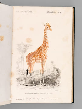 Dictionnaire Universel d'Histoire Naturelle (13 Tomes et 3 Volumes d'Atlas : 16 Tomes - Complet) . D'ORBIGNY, Charles ; (ARAGO ; BECQUEREL ; ...