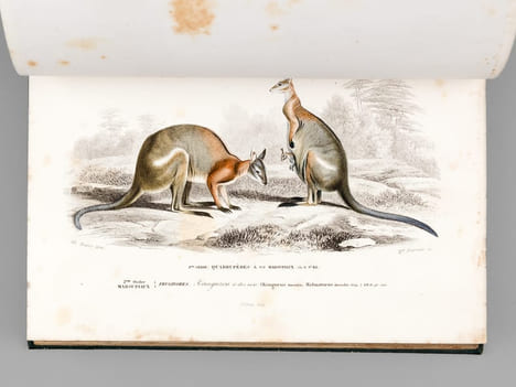 Dictionnaire Universel d'Histoire Naturelle (13 Tomes et 3 Volumes d'Atlas : 16 Tomes - Complet) . D'ORBIGNY, Charles ; (ARAGO ; BECQUEREL ; ...