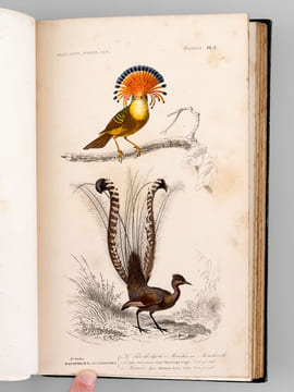 Dictionnaire Universel d'Histoire Naturelle (13 Tomes et 3 Volumes d'Atlas : 16 Tomes - Complet) . D'ORBIGNY, Charles ; (ARAGO ; BECQUEREL ; ...
