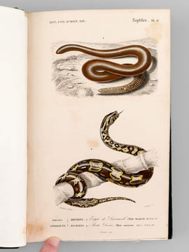 Dictionnaire Universel d'Histoire Naturelle (13 Tomes et 3 Volumes d'Atlas : 16 Tomes - Complet) . D'ORBIGNY, Charles ; (ARAGO ; BECQUEREL ; ...