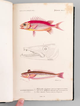 Dictionnaire Universel d'Histoire Naturelle (13 Tomes et 3 Volumes d'Atlas : 16 Tomes - Complet) . D'ORBIGNY, Charles ; (ARAGO ; BECQUEREL ; ...