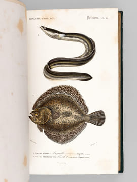 Dictionnaire Universel d'Histoire Naturelle (13 Tomes et 3 Volumes d'Atlas : 16 Tomes - Complet) . D'ORBIGNY, Charles ; (ARAGO ; BECQUEREL ; ...