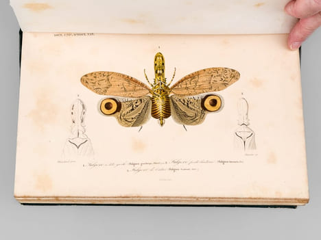 Dictionnaire Universel d'Histoire Naturelle (13 Tomes et 3 Volumes d'Atlas : 16 Tomes - Complet) . D'ORBIGNY, Charles ; (ARAGO ; BECQUEREL ; ...