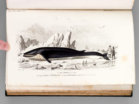 Dictionnaire Universel d'Histoire Naturelle (13 Tomes et 3 Volumes d'Atlas : 16 Tomes - Complet) . D'ORBIGNY, Charles ; (ARAGO ; BECQUEREL ; ...