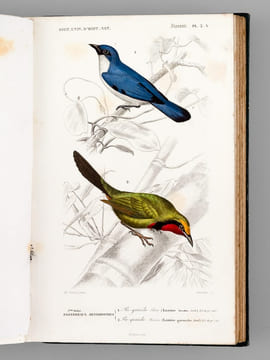 Dictionnaire Universel d'Histoire Naturelle (13 Tomes et 3 Volumes d'Atlas : 16 Tomes - Complet) . D'ORBIGNY, Charles ; (ARAGO ; BECQUEREL ; ...