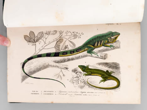 Dictionnaire Universel d'Histoire Naturelle (13 Tomes et 3 Volumes d'Atlas : 16 Tomes - Complet) . D'ORBIGNY, Charles ; (ARAGO ; BECQUEREL ; ...